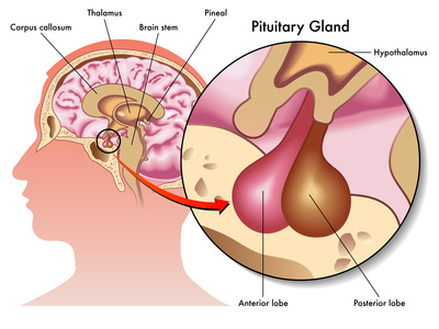 ghiandola pituitaria
