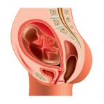Pregnant woman anatomy and fetus isolated photo-realistic vector