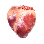real heart, isolated white background
