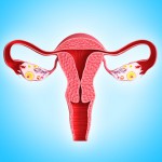 Illustration of Anatomy of uterus with names