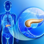 Illustration of male pancreas anatomy