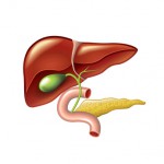 Human liver with gallbladder, duodenum and pancreas isolated vector illustration