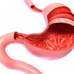 3d human stomach in cut sectoin